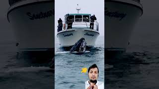 Whale attack on boat humpbackwhale fishing ocean whalewatching fish whale boat [upl. by Alex670]