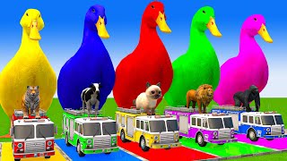 5 Giant Duck CartoonCowElephantTigerLionGorilla Paint Wild Animals Crossing Fountain Animation [upl. by Oba]