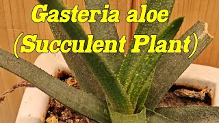 Gasteria aloe Gasteria acinafolialace aloe Aloe flow Aloe aristrata [upl. by Pizor]