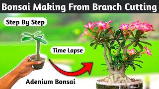 Adenium Bonsai Time Lapse  Adenium Cutting Grow [upl. by Enilarak805]