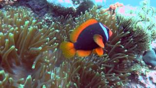 Scuba Diving in El Nido Philippines [upl. by Tawnya991]