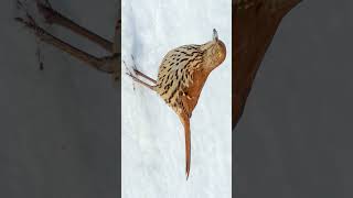 Brown Thrasher Toxostoma rufum  Observed in Description [upl. by Dorahs329]