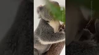 Watch This Koala Take on The Trees in Slow Motion 🐨 [upl. by Brackely]