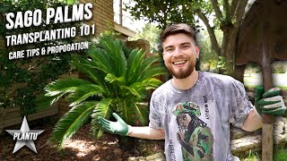 How to Grow Sago Palms Transplanting Update Care Tips Propagation amp Tutorial Cycas revoluta [upl. by Paddie]