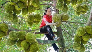 Harvest durian and goes to the market sell  Vietnamese Harvesting [upl. by Gerger]