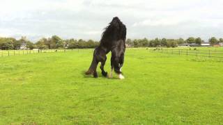 Shire Horse and Belgium Heavy Horse 992011 [upl. by Adamo]