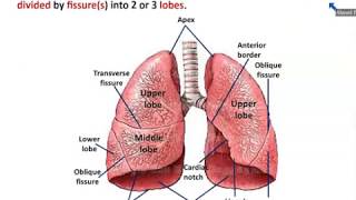 Anatomy of Trachea and Lungs  Dr Ahmed Farid [upl. by Kyred576]