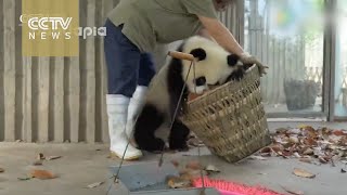 Watch Giant pandas create trouble as staff cleans their house [upl. by Aicram]