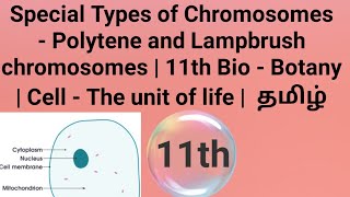 Polytene amp Lampbrush chromosomes  11th Bio  Botany  Cell the unit of life  தமிழ் [upl. by Neivad532]