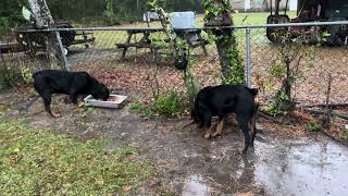 ROTTWEILERS BEING LAZY ON A RAINY DAY IN NORTH CAROLINA [upl. by Aire601]