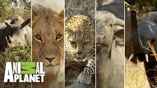 Los 5 grandes mamíferos de África  Wild Frank en África  Animal Planet [upl. by Shishko]