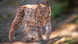 Eurasian Lynx Masters of Stealth and Camouflage  Wild Cats Facts [upl. by Izy262]