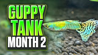 My Planted Guppy Tank Setup  Month 2 Update [upl. by Gerson]