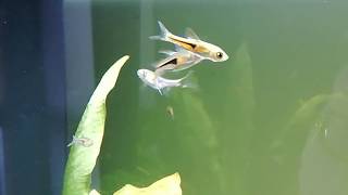 Kileplet parringsdans  Espei rasbora breeding behavior [upl. by Yahc]