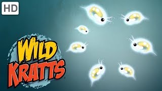 Wild Kratts  Weirdest Animals Part 12  Kids Videos [upl. by True118]