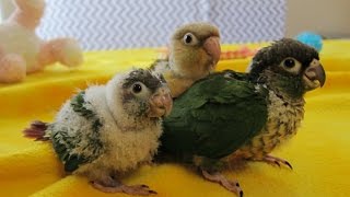 5 week old Baby Green Cheek Conures  Sayla Baby Brother and Sterling [upl. by Anyat611]