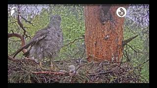 Goshawks RigaBKUS 💧Rainy day [upl. by Salchunas]