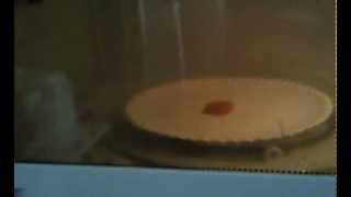 Dried Apricot In A Microwave Expands [upl. by Matthieu]