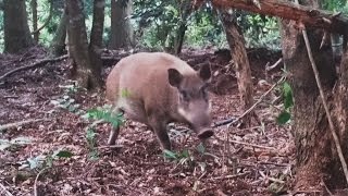 イノシシ 猪 有害駆除 くくり罠 捕獲 Japanese Wild Boar 2015 08 09 [upl. by Melleta]