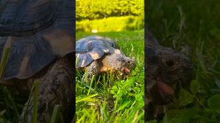 Marginated Tortoise🐢🐢LOVES EATING WEEDS 🌱🌱🌱🌱🌱tortoise shorts [upl. by Politi]