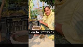 How to Grow Fresh Peas in Just 50 Days  Tips for Beginners to Grow Peas in Any Space peas organic [upl. by Attelrahc]