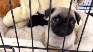 Pug puppy shouting let me out [upl. by Ribak]