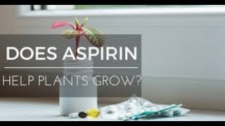 Dose Aspirin Helps In Seed GerminationEnglish2k18 [upl. by Assenab]