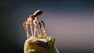 Flying Spiders  Animal Einsteins  BBC Earth [upl. by Niar486]