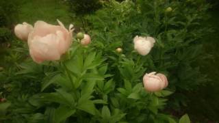 Paeonia Soft Apricot Kisses [upl. by Banyaz]