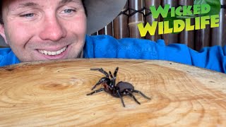 Worlds Most Venomous Spider The Sydney FunnelWeb [upl. by Anikas893]