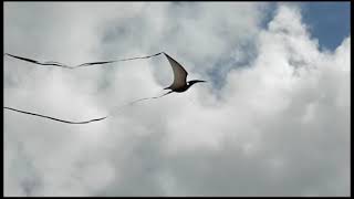 Pterodactyls flying [upl. by Halimeda]