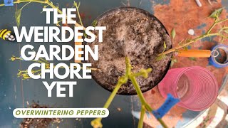 Overwintering peppers in New York gardening in zone 5B NextLevelGardening [upl. by Illa]