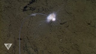 Deepsea sponges with a killer appetite [upl. by Ivz33]