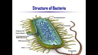 Everything You Need To Know About Bacteria Quick Biology Review [upl. by Terrel]