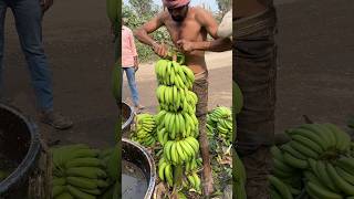 Hariom Banana loading rajpipla ka loading Banana cutting ✂️and Harvesting🌱 viral shorts [upl. by Bradan]