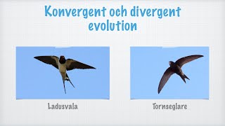 Konvergent och divergent evolution [upl. by Euqinim789]