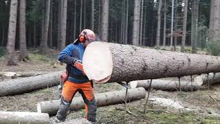 Lumberjack Little Harvester and Very Good Work in the Forest [upl. by Lezti]