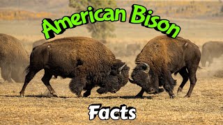 American Bison Interesting Facts  National Animal of USA [upl. by Sisi]