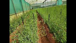 Gypsophilia Farming gypsophila Gypso Babybreathefarming modernfarming indianagriculture [upl. by Onek]