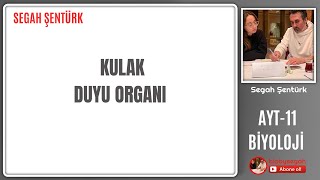 KULAK DUYU ORGANI  AYT BİYOLOJİ  11SINIF  YKS 2025 [upl. by Pampuch]