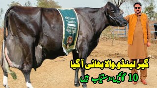 Subhan Dairy Farm  Cows Sale In Punjab  Cow Videos  Dairy Farming  Pk Janwar Mandi [upl. by Marston]