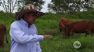 Asociación de gramíneas y leguminosas  La Finca de Hoy [upl. by Ynaffi]