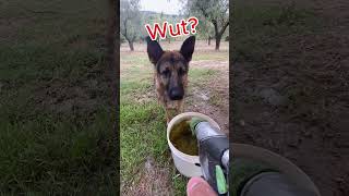 Dog VS Water Hose Jet Roulette [upl. by Nnyrb]