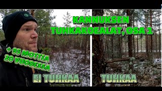 Riukutaimikoista kunnon mettäksi  Kannuksen tuhkakokeet video 13 [upl. by Htilil]