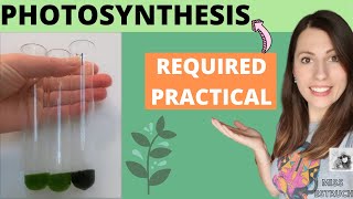 Alevel Biology PHOTOSYNTHESIS REQUIRED PRACTICAL  AQA required practical 8 aim method conclusion [upl. by Enailil]