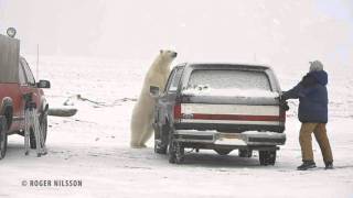 Polar Bear chases Photographer [upl. by Eicart]