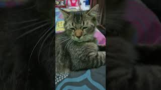 Kucing persia flatnose cat [upl. by Klug]