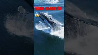 Humpback whalewhale shorts short trending youtubeshorts viralshorts [upl. by Neelyahs]