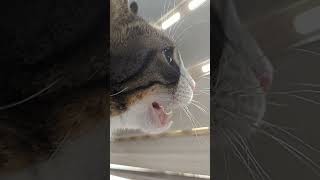 Cat chattering in slow motion [upl. by Spooner]