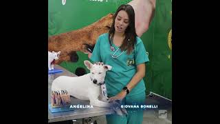 Conheça o curso Técnico em Veterinária com a Giovana Bonelli [upl. by Leihcim]